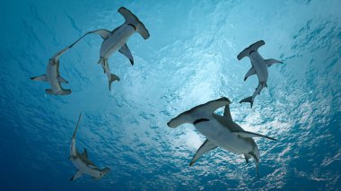 Çekiç başlı köpekbalığı (Sphyrnidae) tropikal sularda yüzer. 3d illüstrasyon oluşturma