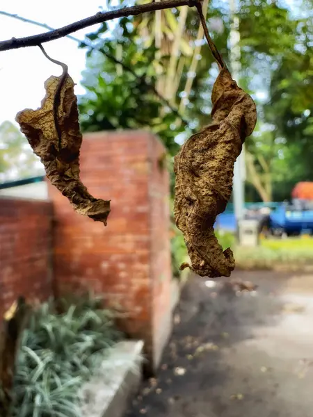 bir ağaç üzerinde kuru yapraklar