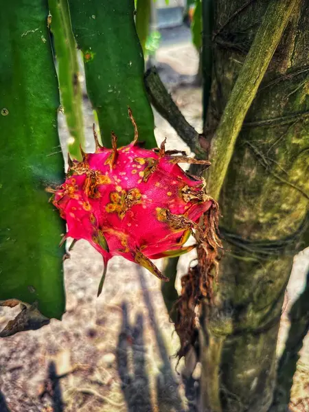 Olgun bir ejderha meyvesi.