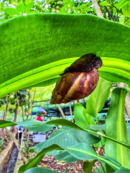 Yeşil yaprakta sallanan kahverengi bir salyangoz.