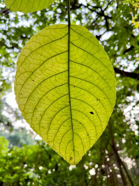 Seçici odak, sabah güneşiyle aydınlanan canlı yeşil bir yaprağın orman tepe örtüsünü süzen görüntüsü. Yaprağın karmaşık damar yapısı açıkça görülüyor..
