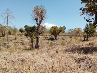 Kuru, kahverengi bir alan. Arka planda birkaç ağaç var. Ortasında ölü bir ağaç ve taş bir duvar var..