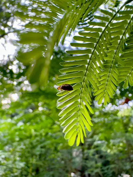 yeşil yapraklar ve ormanda bir böcek