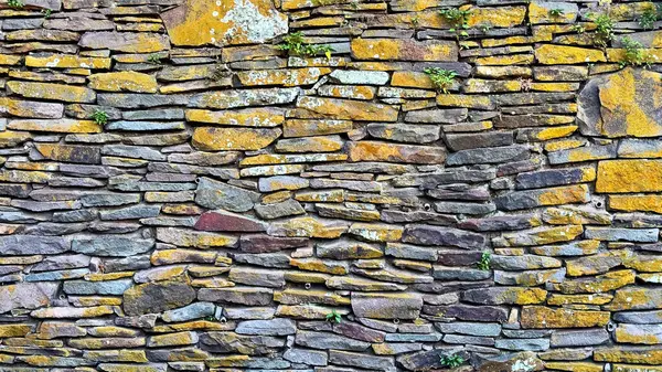 Yığılmış doğal taş duvar zemininde sarı yosun ve taşların arasındaki boşluklarda büyüyen küçük yeşil bitkiler var..