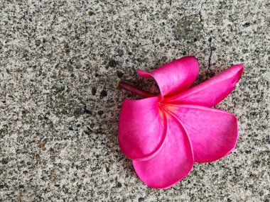 Gri beton yüzeyde canlı pembe bir Frangipani çiçeği.