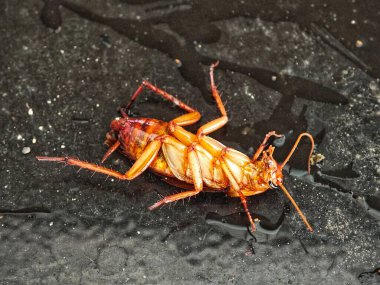 Islak, koyu fayans zemininde yatan ölü bir hamamböceği. Haşere kontrolü kavramı