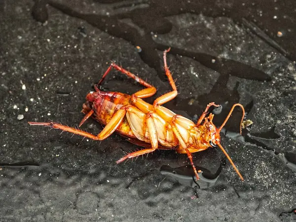 Islak, koyu fayans zemininde yatan ölü bir hamamböceği. Haşere kontrolü kavramı