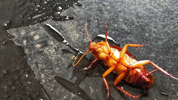 Islak, koyu fayans zemininde yatan ölü bir hamamböceği. Haşere kontrolü kavramı