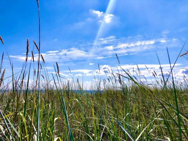 Baltık Denizi 'nde mavi gökyüzünün önündeki kum çimleri