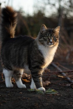 a cat in the garden in the evening light. clipart