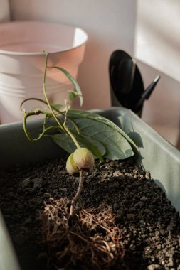 Avokado nakli, evcil bitkilerin bakımı, nakil hazırlıkları, bitki nakli, çiçeklerin bakımı.