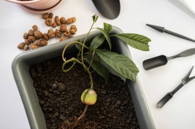 Avokado nakli, evcil bitkilerin bakımı, nakil hazırlıkları, bitki nakli, çiçeklerin bakımı.