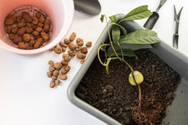 Avokado nakli, evcil bitkilerin bakımı, nakil hazırlıkları, bitki nakli, çiçeklerin bakımı.