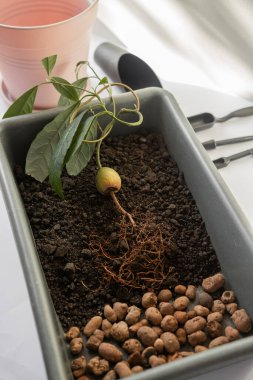 Avokado nakli, evcil bitkilerin bakımı, nakil hazırlıkları, bitki nakli, çiçeklerin bakımı.