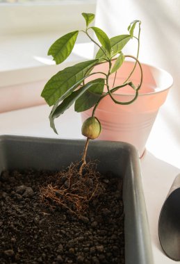 Avokado nakli, evcil bitkilerin bakımı, nakil hazırlıkları, bitki nakli, çiçeklerin bakımı.
