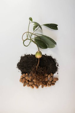 Avokado filizi görüntünün merkezinde, beyaz arka planda, yeni yaşam, toprağı olmayan bitki, avokado kökü, arka planda avokado filizi