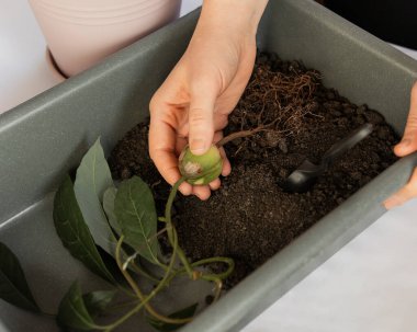 Avokado nakli, temizlik bitkileri, ev bitkileri nakli, büyüyen avokado, elinde avokado kökü tutan kız, yetişkin avokado ekimi.
