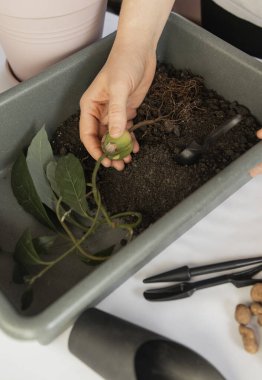 Avokado nakli, temizlik bitkileri, ev bitkileri nakli, büyüyen avokado, elinde avokado kökü tutan kız, yetişkin avokado ekimi.