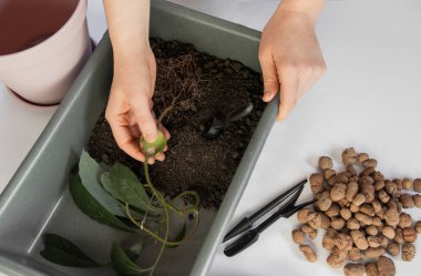 Avokado nakli, temizlik bitkileri, ev bitkileri nakli, büyüyen avokado, elinde avokado kökü tutan kız, yetişkin avokado ekimi.