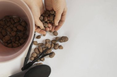 Avokado nakli, bitkilerin drenajı, saksıların boşaltılması, avakado yetiştirilmesi, evcil bitkilerin bakımı.