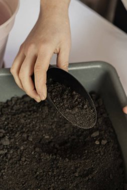 Kız, ev bitkileri nakli, avokado nakli, avokado yetiştirme, ev bitkileriyle ilgilenmek için arazi topluyor.