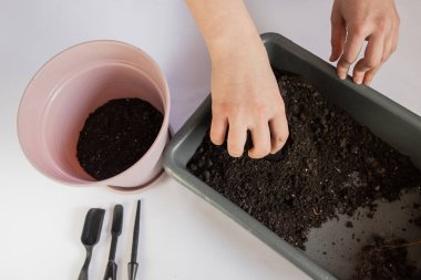 Kız, ev bitkileri nakli, avokado nakli, avokado yetiştirme, ev bitkileriyle ilgilenmek için arazi topluyor.