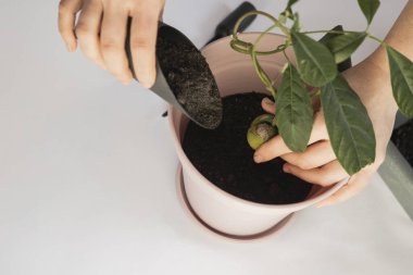 ev bitkisi bakımı, avokado nakli, ev çiçeği nakli, ev bitkisi sulama, avokado yetiştirme, avokado nakli, ev bitkisiyle ilgilenen kız., 