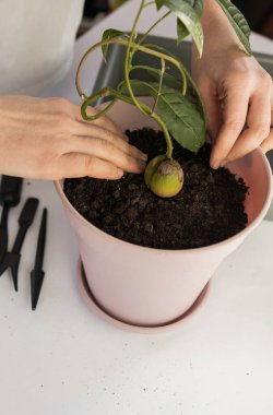 ev bitkisi bakımı, avokado nakli, ev çiçeği nakli, ev bitkisi sulama, avokado yetiştirme, avokado nakli, ev bitkisiyle ilgilenen kız., 