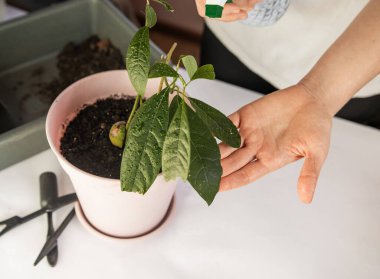 Çiçek bakımı, avokado yetiştirme, avokado nakli, ev bitkisiyle ilgilenen kız bitkinin üzerine su püskürtüyor.
