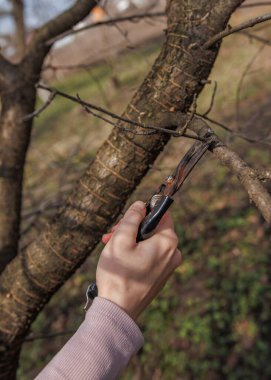 Ağaç budama makası ile budama.
