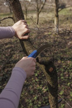Kadın bahçıvan budama ağaçlarıyla ağaç dalları kesiyor.