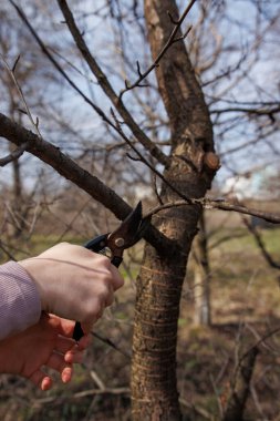 Ormanda ağaç toplayan bir kadın