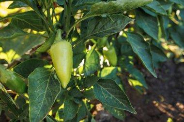 Tarlada biber bitkisi. Yeşil biber ekimi. Yeşil bir çalılıkta birkaç biber meyvesi