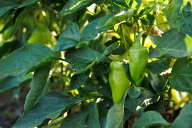 Bir çalılıkta yetişen biber. Yeşil biber ekimi. Yeşil bir çalılıkta birkaç biber meyvesi