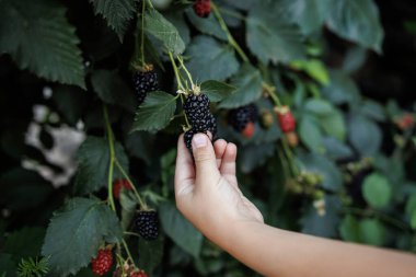 Kadın el pençe divan duruyor.