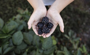 Elinde böğürtlen tutan bir kadın.