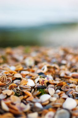 Akşamları sahilde deniz taşları. Sahilde teknelerde deniz kabukları. Kapatın.