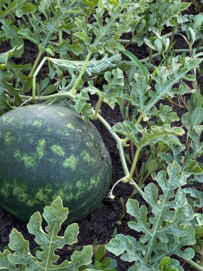 Siyah beyaz balkabağı. Yazın yeşil karpuz tarlasında karpuz. Tarım karpuz tarlası.
