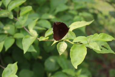 Monarch kelebek çiçek üzerinde oturan