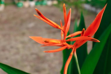 Heliconia portakalı adında tropikal güzel bir bitki 
