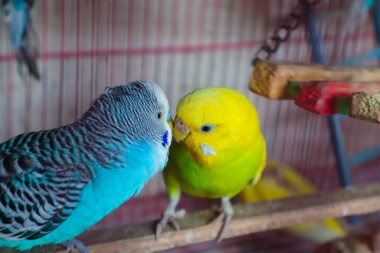 Kafeste tüneyen kuşlara yakın çekim