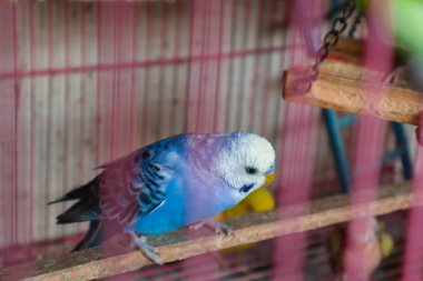 Şirin mavi muhabbet kuşu papağan kafeste oturup oynuyor.