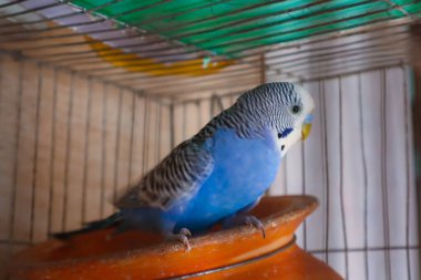 Şirin mavi muhabbet kuşu papağan kafeste oturup oynuyor.