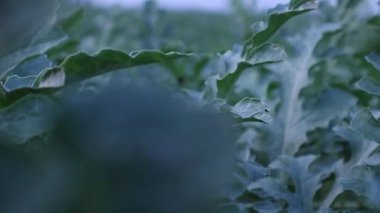 Sıcak gün batımında parlayan bir karpuz tarlası.