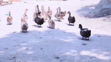 Bir ördeğin yavaş çekim görüntüsü.