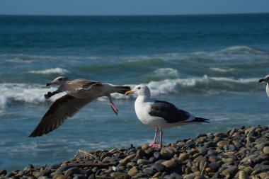 A flying seagull over the ocean