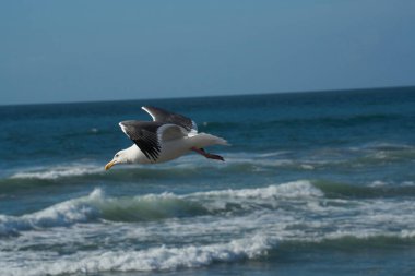 A flying seagull over the ocean