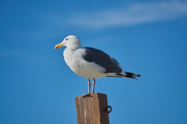 A seagull is sitting on a pole
