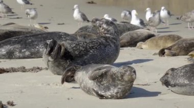 Fok balıkları kıyıda yatar ve etrafa bakar.