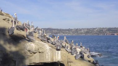Gri pelikanlar kayalık bir sahilde dinleniyor.